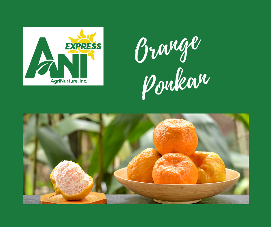 Ponkan Orange 3kg. per box – Fresh Harvest
