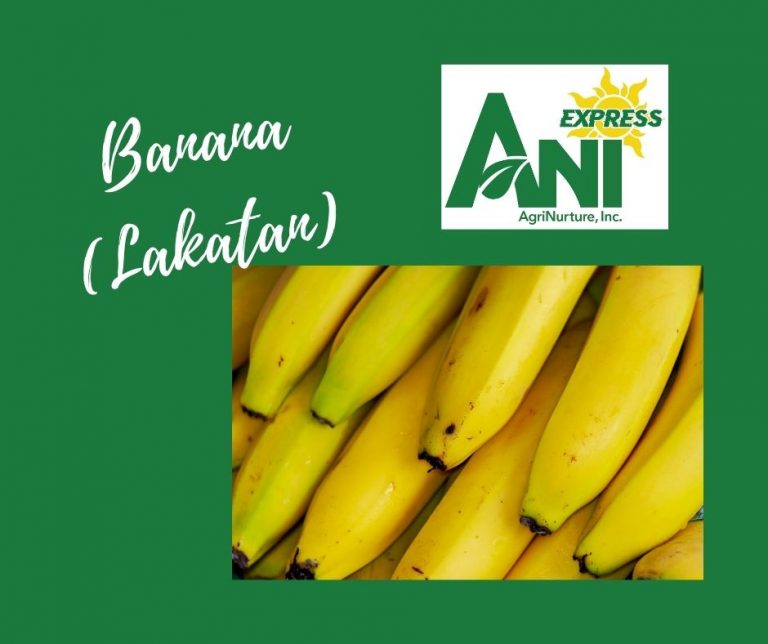 Banana Lakatan 1 Kilo Fresh Harvest