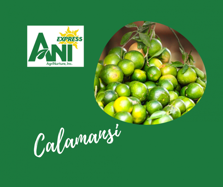 Calamansi 1 Kilo Fresh Harvest