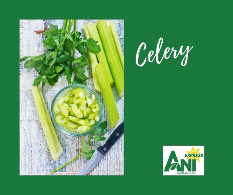 Celery (500 grams / 1 kilo) Fresh Harvest