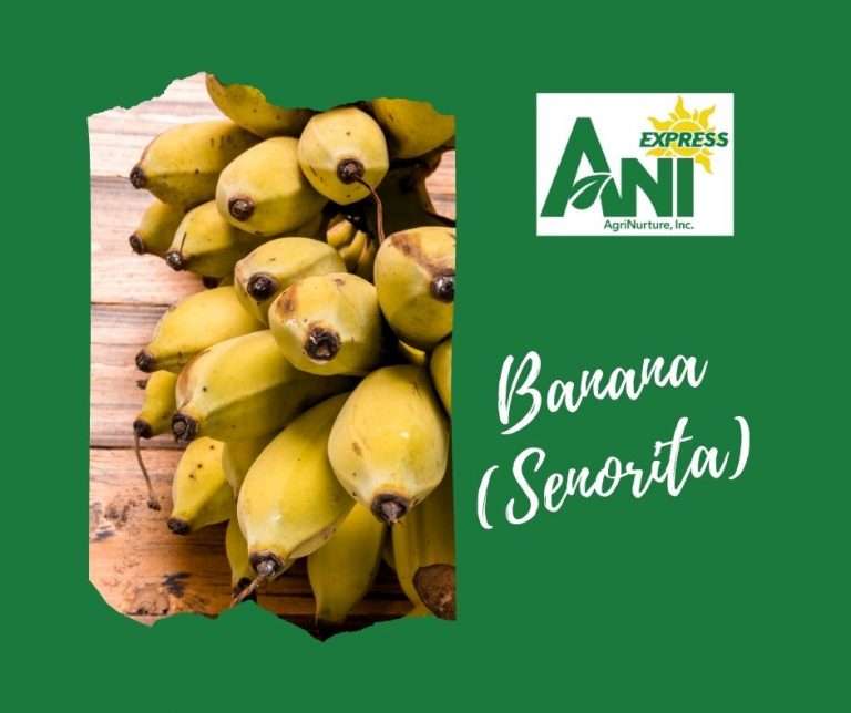 Banana Senorita 3kg. per box Fresh Harvest
